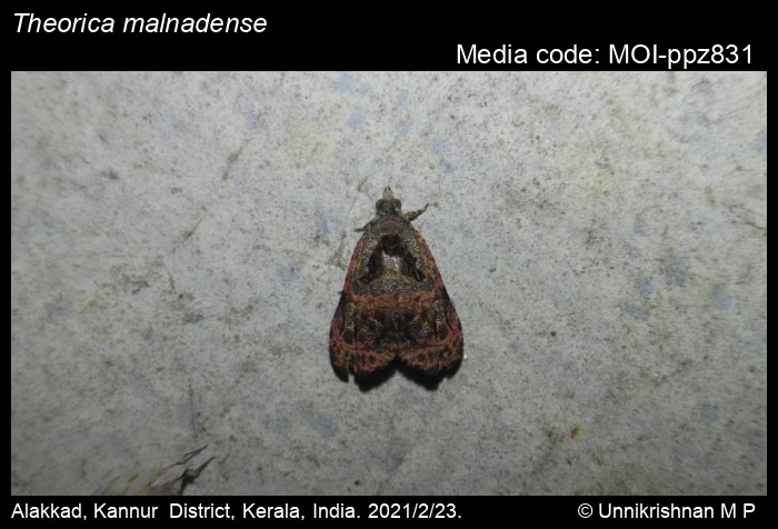 Tortricidae Moths